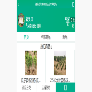 |大叶黄杨绿篱|黄杨球|黄杨柱|北海道黄杨|金边黄杨|瓜子黄杨|偃师市大叶黄杨种植基地